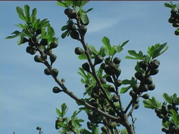 albero di caprifico